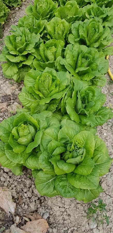 פרמו Agriturismo Fiore Di Campo מראה חיצוני תמונה
