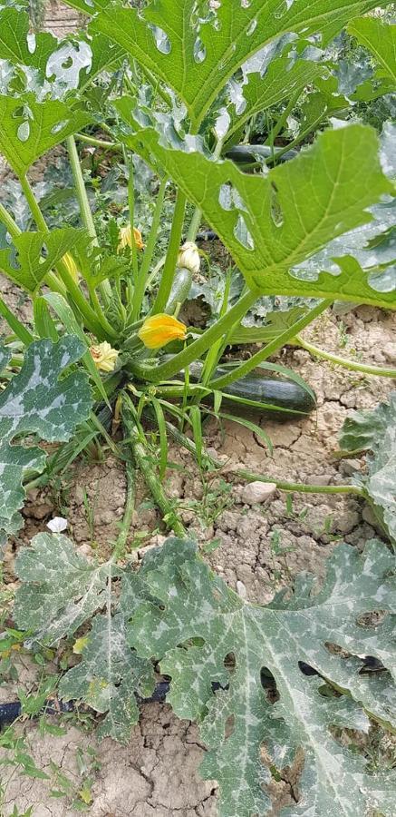 פרמו Agriturismo Fiore Di Campo מראה חיצוני תמונה